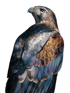 Mystical Hawk Spirit V2 Vinyl Car Decal Sticker – Waterproof & UV-Resistant 4.1066666666666665"