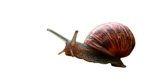 Snail On Moss Vinyl Car Decal Sticker – Waterproof & UV-Resistant 2.6666666666666665" Snail On Moss Vinyl Car Decal Sticker – Waterproof & UV-Resistant 2.6666666666666665"