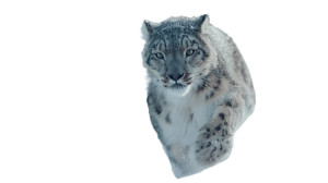 Snow Leopard Running V2 Vinyl Car Decal Sticker – Waterproof & UV-Resistant 2.72" Snow Leopard Running V2 Vinyl Car Decal Sticker – Waterproof & UV-Resistant 2.72"