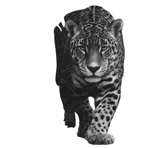 Jaguar Close-Up Vinyl Car Decal Sticker – Waterproof & UV-Resistant 3.4133333333333336"
