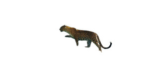 Forest Leopard Vinyl Car Decal Sticker – Waterproof & UV-Resistant 2.72" Forest Leopard Vinyl Car Decal Sticker – Waterproof & UV-Resistant 2.72"