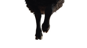 Black Sheep Hooves Vinyl Car Decal Sticker – Waterproof & UV-Resistant 5.4