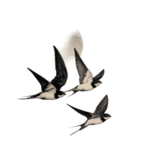 Flying Swallows Vinyl Car Decal Sticker – Waterproof & UV-Resistant 6.826666666666667" Flying Swallows Vinyl Car Decal Sticker – Waterproof & UV-Resistant 6.826666666666667"