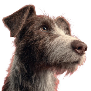 Dog V56 Vinyl Car Decal Sticker – Waterproof & UV-Resistant 3.4133333333333336"