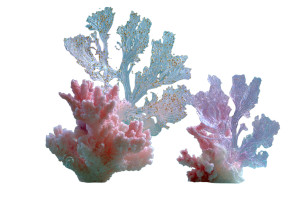 Surreal Coral Specimens Vinyl Car Decal Sticker – Waterproof & UV-Resistant 5.97333333333333 Surreal Coral Specimens Vinyl Car Decal Sticker – Waterproof & UV-Resistant 5.97333333333333