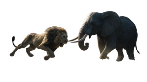 Lion Vs Elephant Battle Vinyl Car Decal Sticker – Waterproof & UV-Resistant 2.72" Lion Vs Elephant Battle Vinyl Car Decal Sticker – Waterproof & UV-Resistant 2.72"