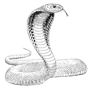 Indian Cobra Coloring Vinyl Car Decal Sticker – Waterproof & UV-Resistant 6.826666666666667"
