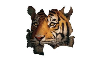 Gorgeous Tiger Vinyl Car Decal Sticker – Waterproof & UV-Resistant 2.986666666666667"