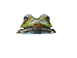Frog With Arrow Vinyl Car Decal Sticker – Waterproof & UV-Resistant 6.1866666666666665"