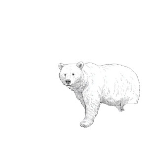 Detailed Bear Art V2 Vinyl Car Decal Sticker – Waterproof & UV-Resistant 6.826666666666667"