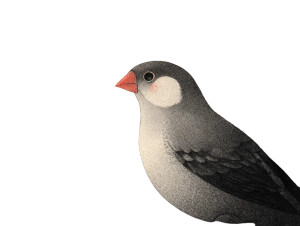 Java Sparrow Art Vinyl Car Decal Sticker – Waterproof & UV-Resistant 6.1866666666666665"