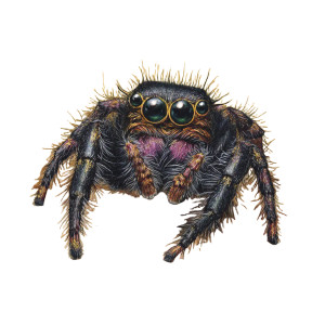 Jumping Spider Drawing Vinyl Car Decal Sticker – Waterproof & UV-Resistant 6.826666666666667"