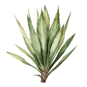 Mexican Agave Illustration Vinyl Car Decal Sticker – Waterproof & UV-Resistant 6.826666666666667"