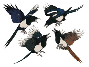 Magpies Playing Vinyl Car Decal Sticker – Waterproof & UV-Resistant 6.1866666666666665"
