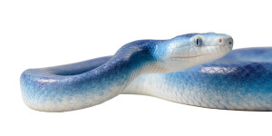 Blue Gradient Snake Vinyl Car Decal Sticker – Waterproof & UV-Resistant 5.12"