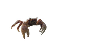 Detailed Beach Crab Vinyl Car Decal Sticker – Waterproof & UV-Resistant 5.4