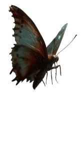 Butterfly V3 Vinyl Car Decal Sticker – Waterproof & UV-Resistant 4.8533333333333335" Butterfly V3 Vinyl Car Decal Sticker – Waterproof & UV-Resistant 4.8533333333333335"