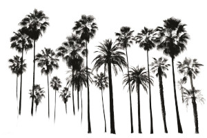 Palm Trees V4 Vinyl Car Decal Sticker – Waterproof & UV-Resistant 5.97333333333333