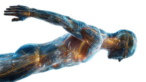 X-Ray Diver Visualization Vinyl Car Decal Sticker – Waterproof & UV-Resistant 5.4