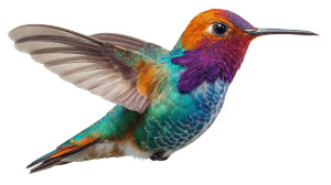 Colorful Hummingbird V4 Vinyl Car Decal Sticker – Waterproof & UV-Resistant 2.72"