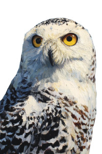 Snowy Owl Portrait V2 Vinyl Car Decal Sticker – Waterproof & UV-Resistant 8.96" Snowy Owl Portrait V2 Vinyl Car Decal Sticker – Waterproof & UV-Resistant 8.96"