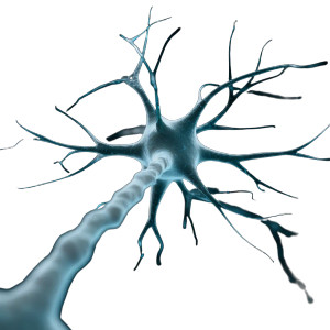 White Neuron Vinyl Car Decal Sticker – Waterproof & UV-Resistant 3.4133333333333336"