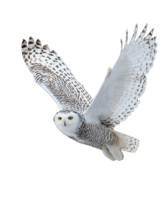 Snowy Owl Flight V2 Vinyl Car Decal Sticker – Waterproof & UV-Resistant 4.0"