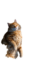 Colossal Beach Cat Vinyl Car Decal Sticker – Waterproof & UV-Resistant 4.8533333333333335"