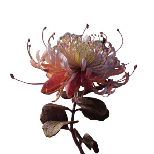 3D Flower Rendering V2 Vinyl Car Decal Sticker – Waterproof & UV-Resistant 6.826666666666667"