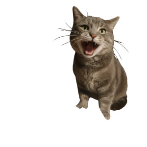 Chewing Cat Vinyl Car Decal Sticker – Waterproof & UV-Resistant 3.4133333333333336"