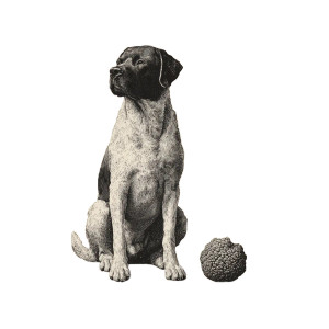 Vintage Truffle Illustration Vinyl Car Decal Sticker – Waterproof & UV-Resistant 6.826666666666667" Vintage Truffle Illustration Vinyl Car Decal Sticker – Waterproof & UV-Resistant 6.826666666666667"