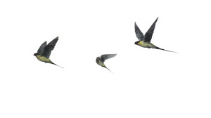 Moody Parrots Flight Vinyl Car Decal Sticker – Waterproof & UV-Resistant 5.4