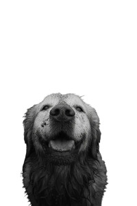 Muddy Golden Retriever Vinyl Car Decal Sticker – Waterproof & UV-Resistant 8.96"