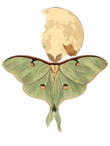 Luna Moth Illustration Vinyl Car Decal Sticker – Waterproof & UV-Resistant 4.1066666666666665"