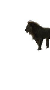 Majestic Lion V15 Vinyl Car Decal Sticker – Waterproof & UV-Resistant 9.706666666666667" Majestic Lion V15 Vinyl Car Decal Sticker – Waterproof & UV-Resistant 9.706666666666667"