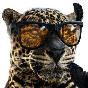Jaguar With Glasses Vinyl Car Decal Sticker – Waterproof & UV-Resistant 6.826666666666667" Jaguar With Glasses Vinyl Car Decal Sticker – Waterproof & UV-Resistant 6.826666666666667"