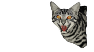 Devious Cat Vinyl Car Decal Sticker – Waterproof & UV-Resistant 5.4