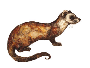 Ancient Ferret Art Vinyl Car Decal Sticker – Waterproof & UV-Resistant 6.1866666666666665"