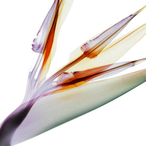 Xray Bird Of Paradise Vinyl Car Decal Sticker – Waterproof & UV-Resistant 6.826666666666667" Xray Bird Of Paradise Vinyl Car Decal Sticker – Waterproof & UV-Resistant 6.826666666666667"