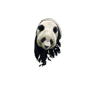 Realistic Panda Bear V3 Vinyl Car Decal Sticker – Waterproof & UV-Resistant 3.4133333333333336" Realistic Panda Bear V3 Vinyl Car Decal Sticker – Waterproof & UV-Resistant 3.4133333333333336"