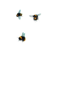 Dandelions And Bees Vinyl Car Decal Sticker – Waterproof & UV-Resistant 4.4