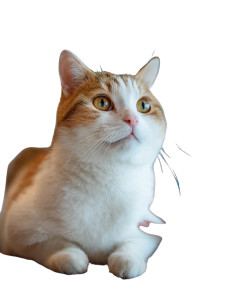 Cat Cafe Manager Vinyl Car Decal Sticker – Waterproof & UV-Resistant 8.213333333333333"