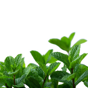 Green Mint Leaves Vinyl Car Decal Sticker – Waterproof & UV-Resistant 3.4133333333333336"