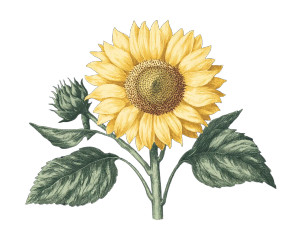 Vintage Sunflower Package Vinyl Car Decal Sticker – Waterproof & UV-Resistant 6.1866666666666665" Vintage Sunflower Package Vinyl Car Decal Sticker – Waterproof & UV-Resistant 6.1866666666666665"