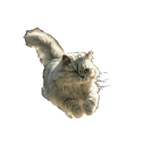 Persian Cat Running Vinyl Car Decal Sticker – Waterproof & UV-Resistant 6.826666666666667" Persian Cat Running Vinyl Car Decal Sticker – Waterproof & UV-Resistant 6.826666666666667"