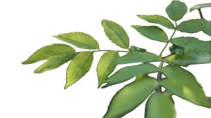 Green Summer Leaves Vinyl Car Decal Sticker – Waterproof & UV-Resistant 5.4