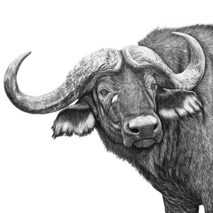 Buffalo Drawing Vinyl Car Decal Sticker – Waterproof & UV-Resistant 6.826666666666667" Buffalo Drawing Vinyl Car Decal Sticker – Waterproof & UV-Resistant 6.826666666666667"