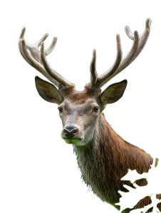 Adult Deer Vinyl Car Decal Sticker – Waterproof & UV-Resistant 8.213333333333333" Adult Deer Vinyl Car Decal Sticker – Waterproof & UV-Resistant 8.213333333333333"