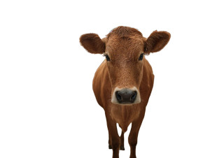 Brown Cow Shopping Vinyl Car Decal Sticker – Waterproof & UV-Resistant 6.1866666666666665" Brown Cow Shopping Vinyl Car Decal Sticker – Waterproof & UV-Resistant 6.1866666666666665"