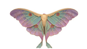 Luna Moth Art V3 Vinyl Car Decal Sticker – Waterproof & UV-Resistant 5.4